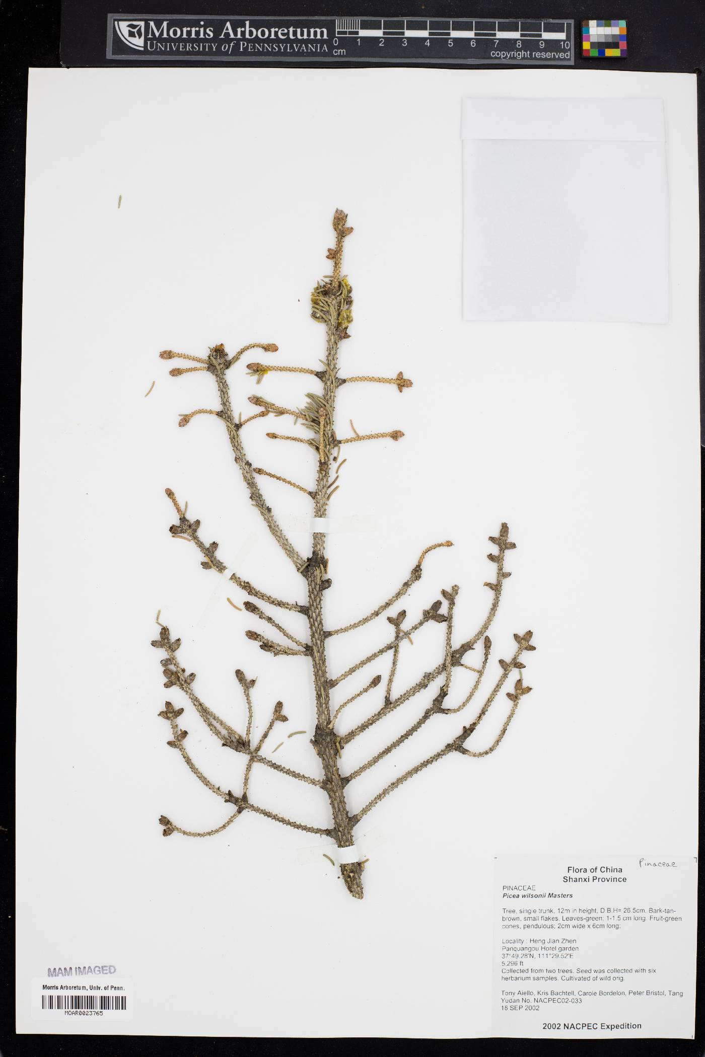 Picea wilsonii image