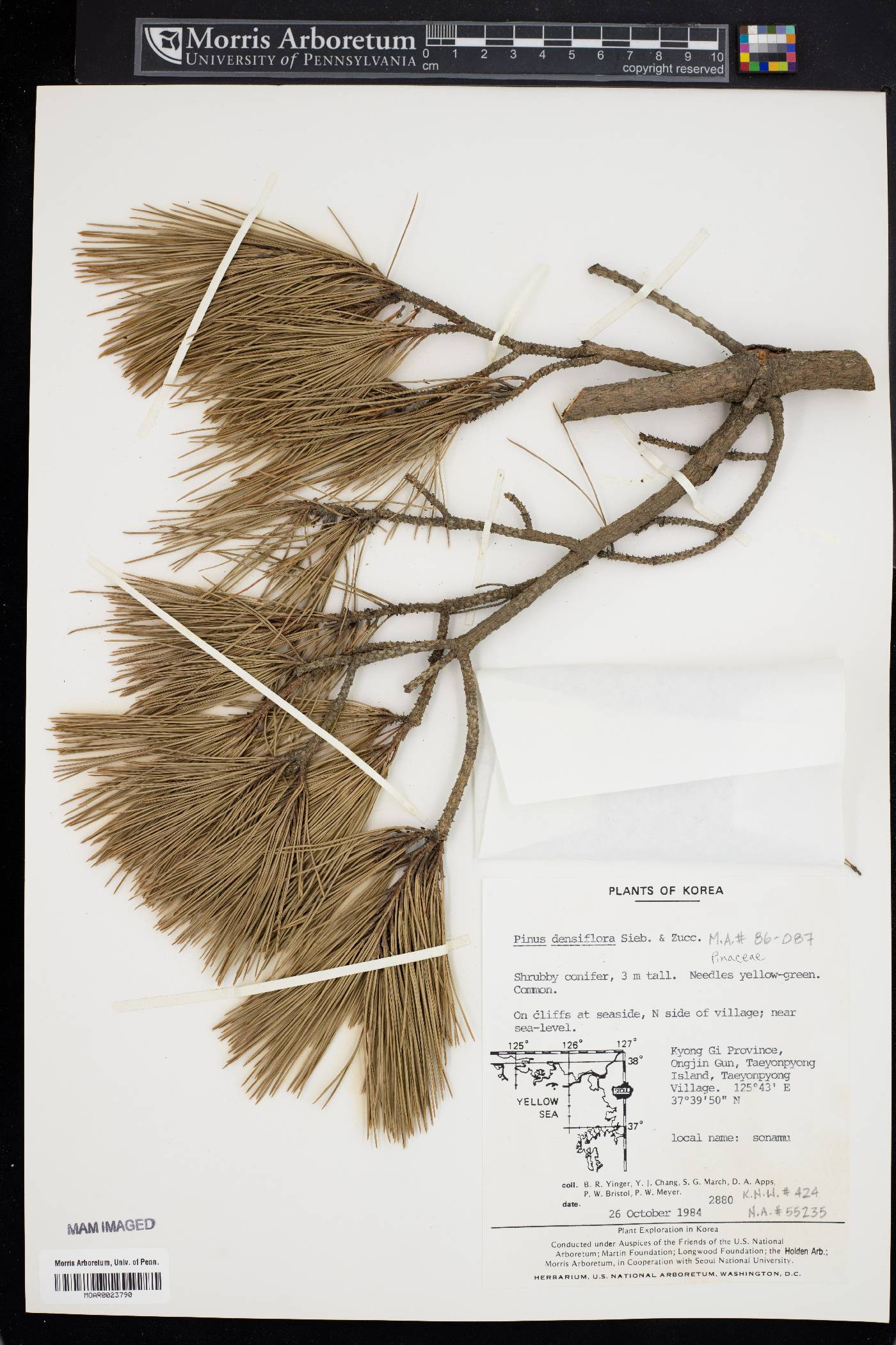 Pinus densiflora image