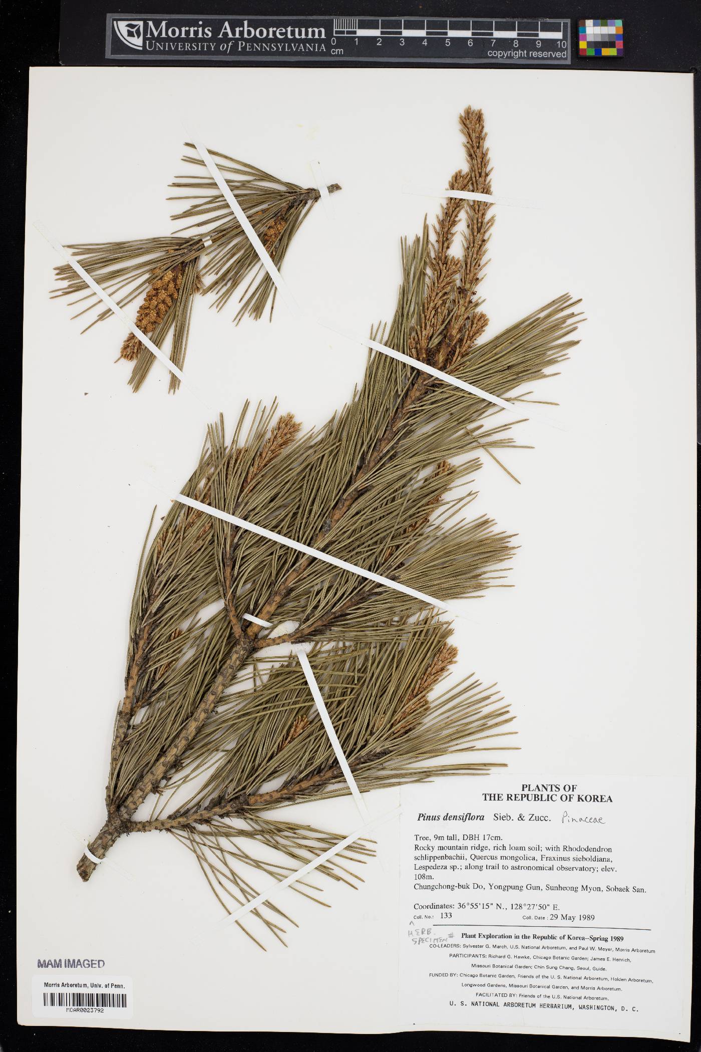 Pinus densiflora image