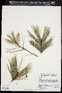 Pinus echinata image