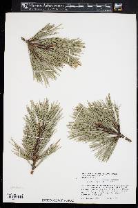 Pinus echinata image