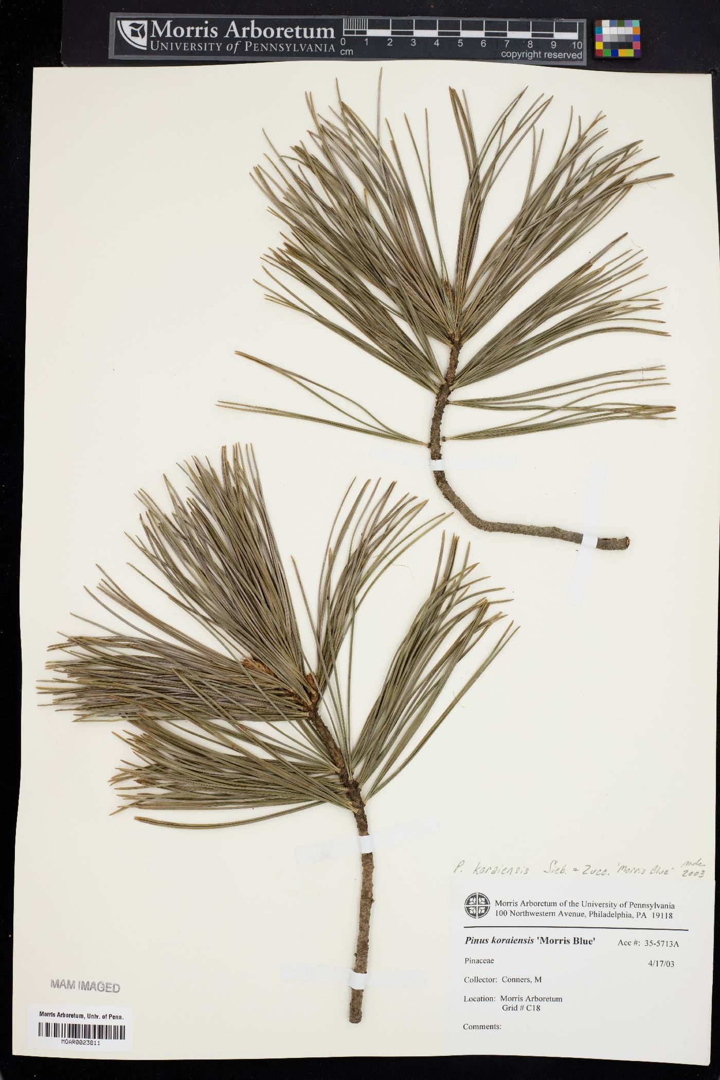 Pinus koraiensis image