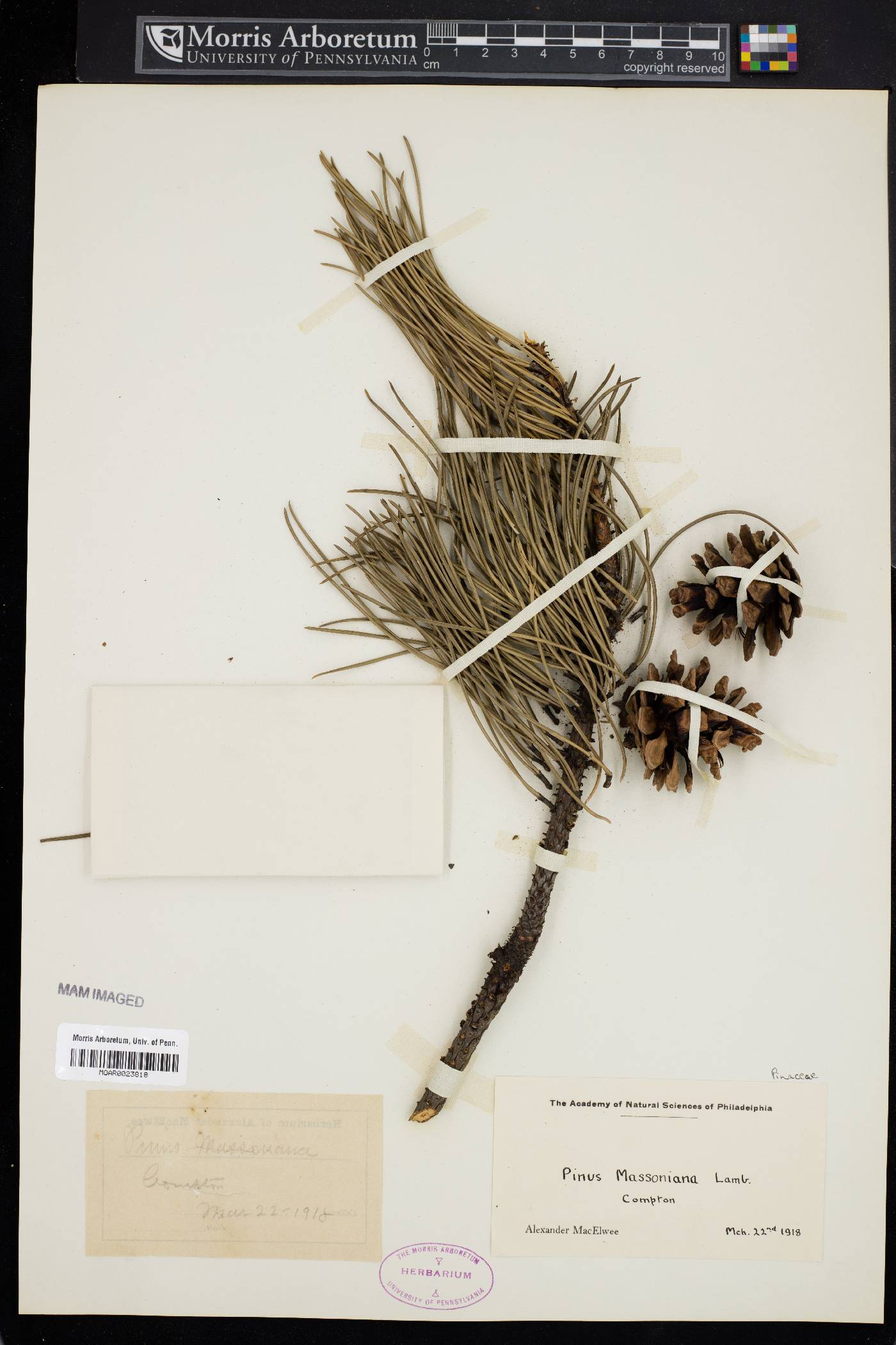 Pinus massoniana image