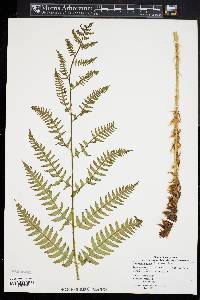 Dryopteris celsa image