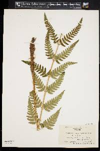 Dryopteris celsa image