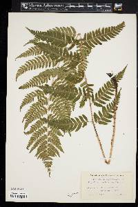 Dryopteris celsa image