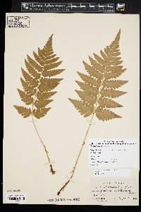 Dryopteris clintoniana image