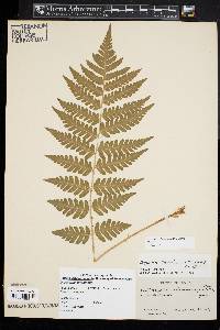 Dryopteris clintoniana image