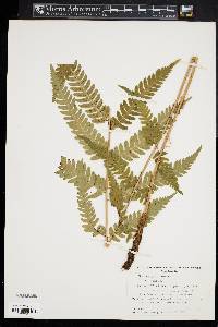 Dryopteris clintoniana image