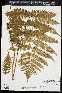 Dryopteris goldieana image