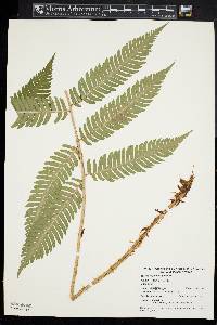 Dryopteris goldieana image