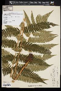 Dryopteris goldieana image