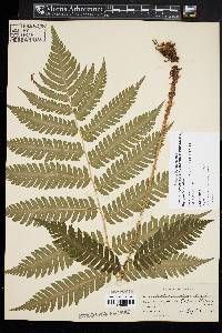 Dryopteris goldieana image