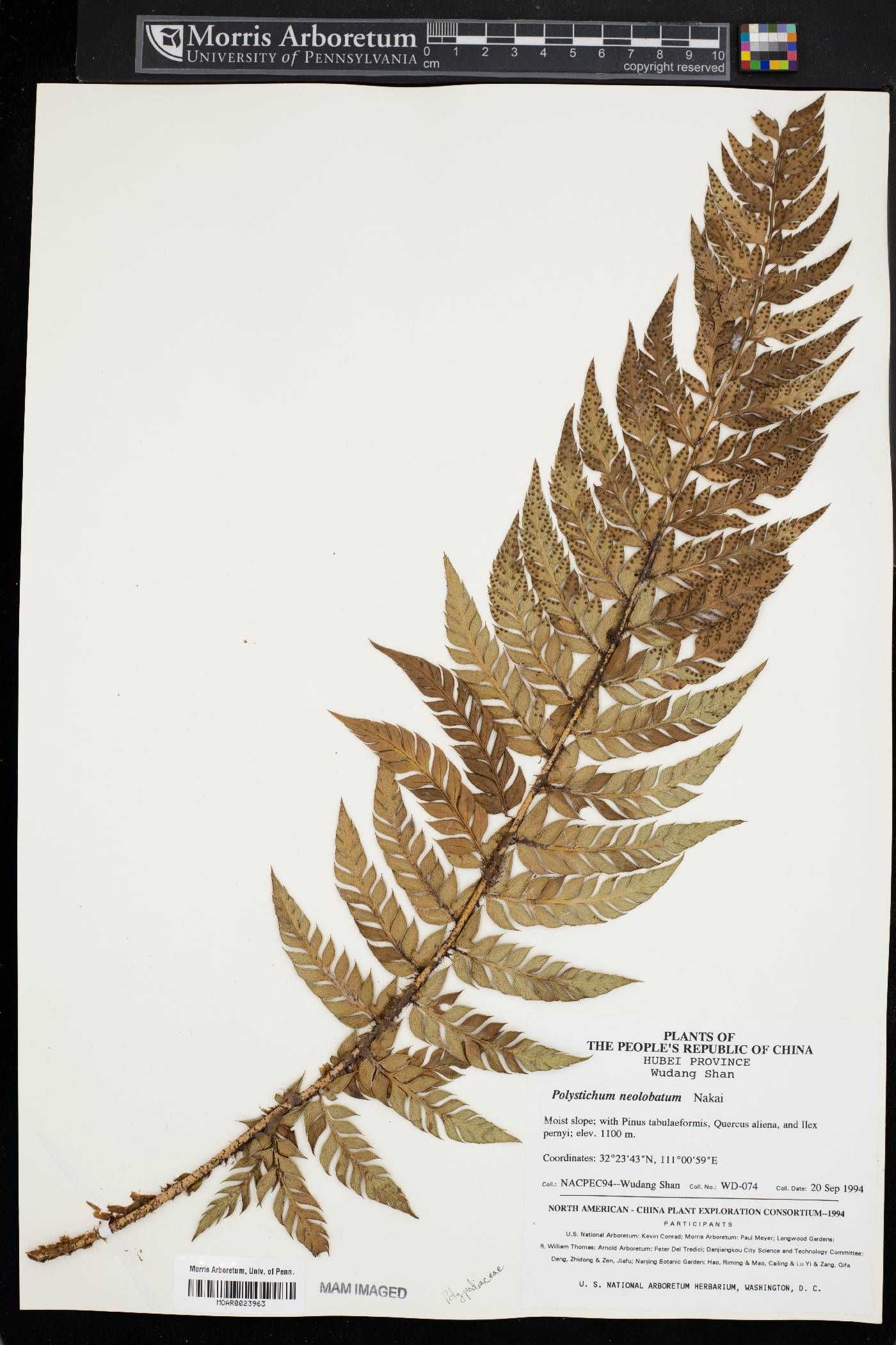 Polystichum neolobatum image