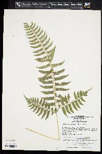 Polystichum tripteron image