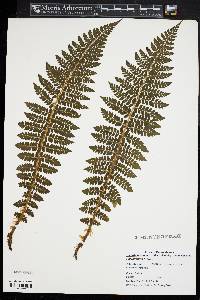 Polystichum braunii image