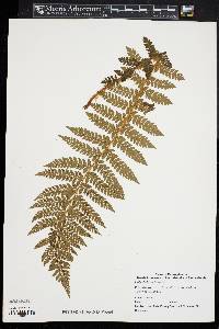 Polystichum braunii image