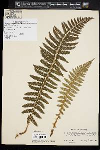 Polystichum braunii image