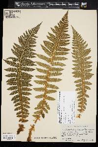 Polystichum braunii image