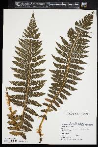 Polystichum braunii image