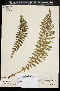 Polystichum braunii image