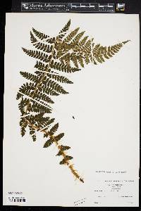 Polystichum braunii image