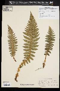 Polystichum braunii image