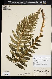 Polystichum braunii image