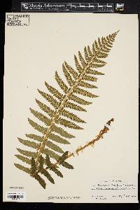 Polystichum braunii image