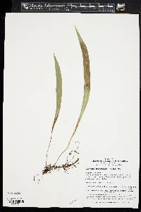 Lepisorus thunbergianus image