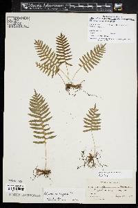 Polypodium appalachianum image