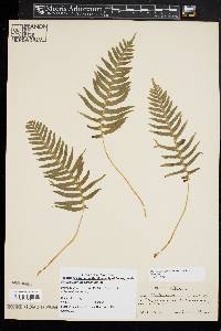 Polypodium appalachianum image