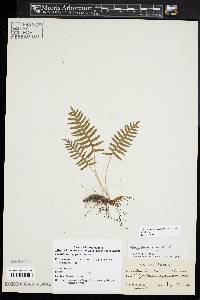 Polypodium appalachianum image