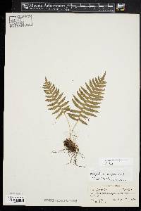 Polypodium appalachianum image