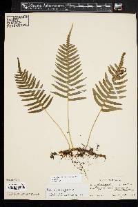 Polypodium appalachianum image