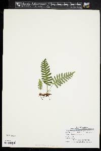 Polypodium appalachianum image