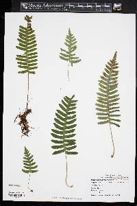 Polypodium appalachianum image