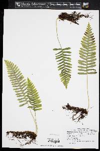 Polypodium appalachianum image