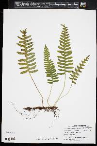 Polypodium appalachianum image