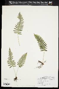 Polypodium appalachianum image