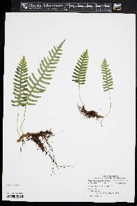 Polypodium appalachianum image