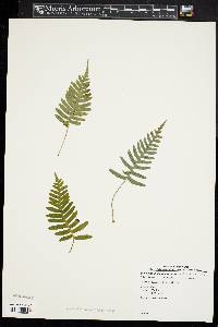 Polypodium appalachianum image