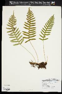 Polypodium appalachianum image