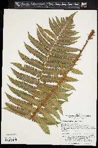 Pyrrosia linearifolia image