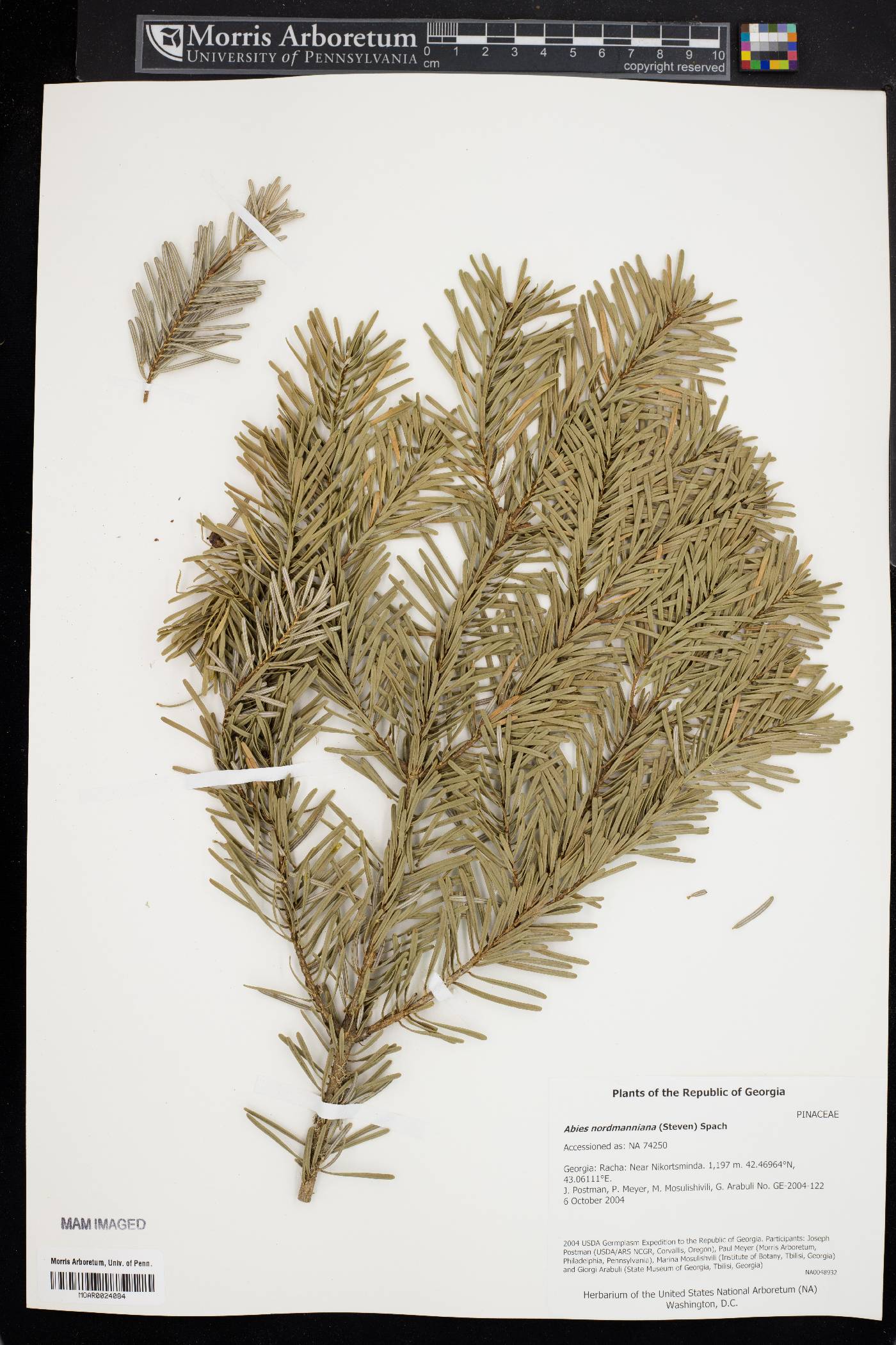 Abies nordmanniana image