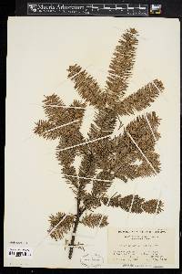 Abies balsamea image