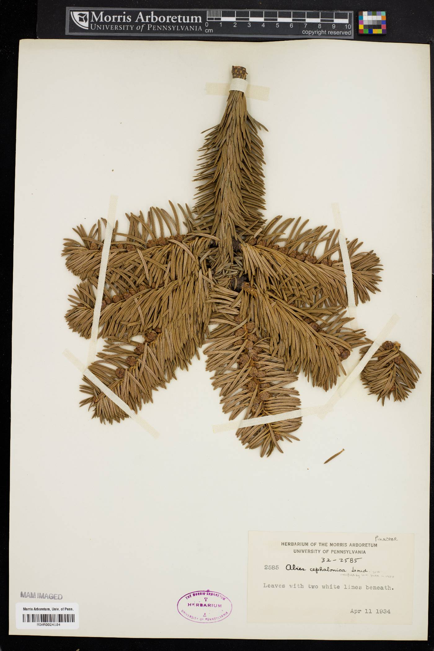 Abies cephalonica image