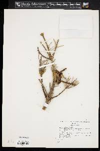 Abies holophylla image