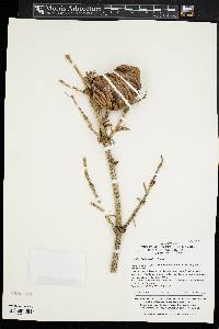 Abies holophylla image