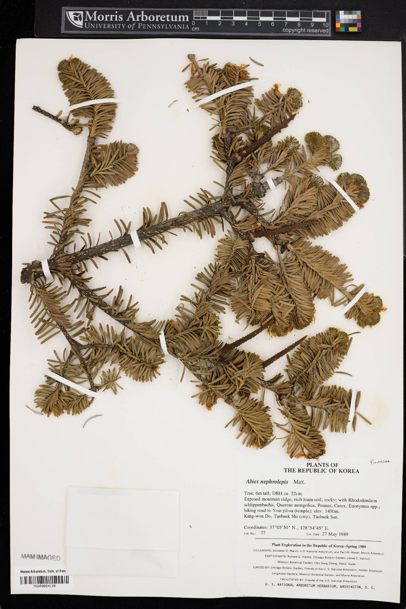 Abies nephrolepis image